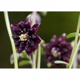 Aquilegia vulgaris Black Barlow – Orlik pospolity