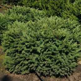 Picea abies 'Zagwiżdże' - świerk pospolity