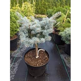 Picea pungens 'Aubie's Spreader' - świerk kłujący