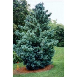 Pinus koraiensis 'Silveray' - sosna koreańska