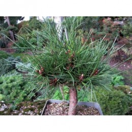 Pinus nigra 'Juda' - sosna czarna