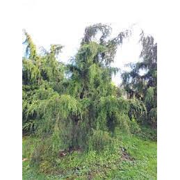 Juniperus virginiana Pendula - jałowiec wirginijski