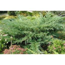 Juniperus virginiana 'Hetz' - jałowiec wirginijski