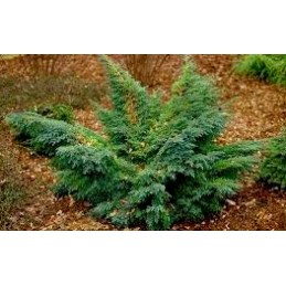 Juniperus squamata Hunnetorp - jałowiec łuskowy