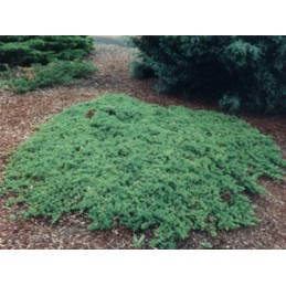 Juniperus procumbens 'Nana' - jałowiec rozesłany