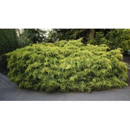 Juniperus pfitzeriana 'Pfitzeriana Aurea' - jałowiec Pfitzera