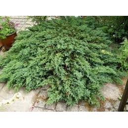 Juniperus horizontalis 'Prostrata' - jałowiec płożący