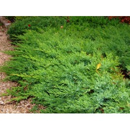 Juniperus davurica Leningrad - jałowiec nadbrzeżny