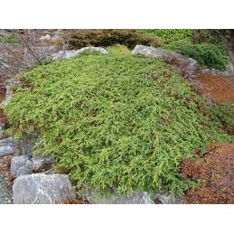 Juniperus communis var. saxatilis - jałowiec pospolity