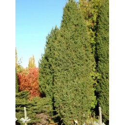 Juniperus communis Suecica - jałowiec pospolity