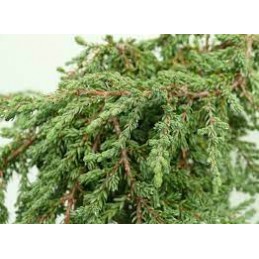 Juniperus communis 'Zeal' - jałowiec pospolity