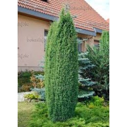 Juniperus communis 'Hibernica' - jałowiec pospolity