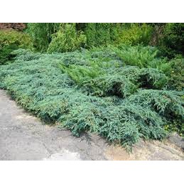 Juniperus pfitzeriana - jałowiec Pfitzera