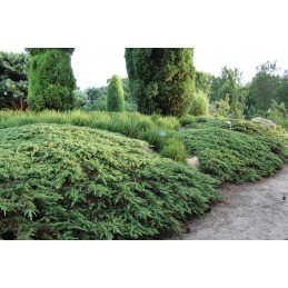Juniperus communis 'Green Carpet' - jałowiec pospolity