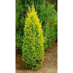 Juniperus communis 'Gold Cone' - jałowiec pospolity