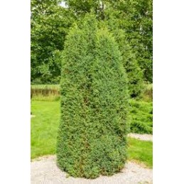 Juniperus chinensis Obelisk - jałowiec chiński