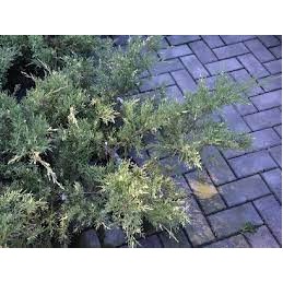 Juniperus chinensis Izabelin - jałowiec chiński