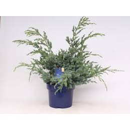 Juniperus chinensis Blue Alps - jałowiec chiński