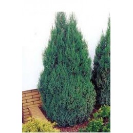 Juniperus chinensis 'Stricta' - jałowiec chiński