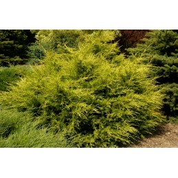 Juniperus chinensis 'Kuriwao Gold' - jałowiec chiński