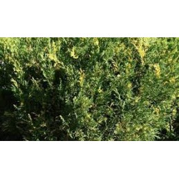 Juniperus chinensis 'Plumosa Albovariegata' - jałowiec chiński
