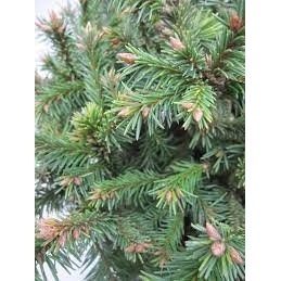 Picea rubens 'Hexe' - świerk czerwony