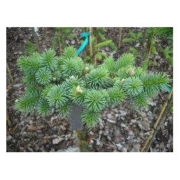 Picea pungens 'Kugel Kohout' - świerk kłujący