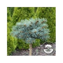 Picea pungens 'Charmer' - świerk kłujący