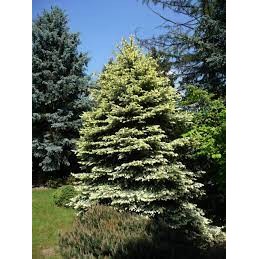 Picea pungens Byczkowski - świerk kłujący