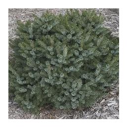 Picea omorika Nana - świerk serbski