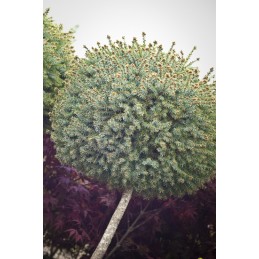 Picea omorika 'Treblitzsch' - świerk serbski