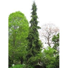 Picea omorika 'Pendula' - świerk serbski
