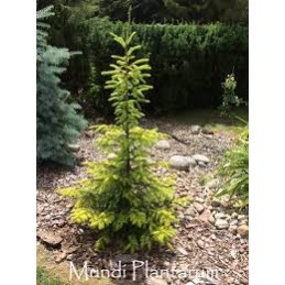 Picea omorika 'Golden Rain'  - świerk serbski