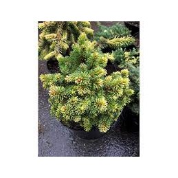 Picea abies Gold Nugget - świerk pospolity