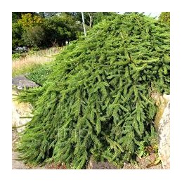 Picea abies 'Reflexa' - świerk pospolity