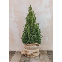 Picea 'Conica December' PBR - świerk biały