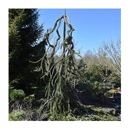 Picea abies 'Cobra'  - świerk pospolity