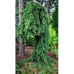 Picea abies 'Cobra'  - świerk pospolity
