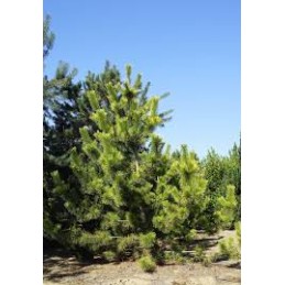 Pinus thunbergii 'Ogon' - sosna Thunberga