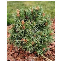 Pinus sylvestris Frensham - sosna pospolita