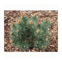 Pinus sylvestris 'Chantry Blue' - sosna pospolita