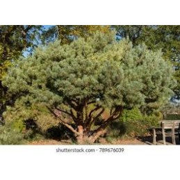 Pinus sylvestris 'Beuvronensis' - sosna pospolita