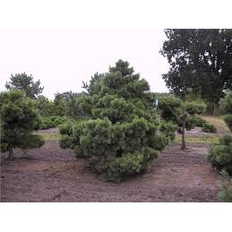 Pinus strobus Radiata - sosna wejmutka