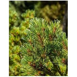 Pinus strobus 'Krügers Lilliput' - sosna wejmutka