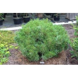 Pinus strobus 'Green Twist' - sosna wejmutka