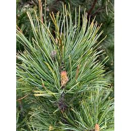 Pinus pumila  - sosna karłowa, kosolimba