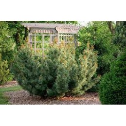 Pinus parviflora 'Bonnie Bergman' - sosna drobnokwiatowa