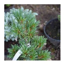 Pinus parviflora 'Azuma Yugiri' - sosna drobnokwiatowa