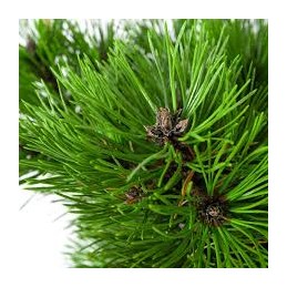 Pinus nigra Bambino – sosna czarna