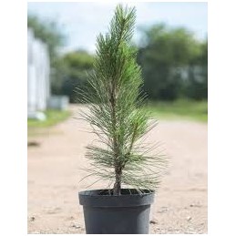 Pinus nigra 'Molette' - sosna czarna